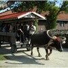 19【ｇｏｏの過去記事より転載】憧れは馬車に乗って