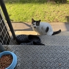 今朝のおばあちゃん野良猫