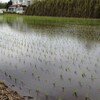 田植えが始まった