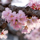 寒地土木研究所の千島桜②