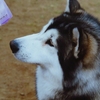 ALASKAN MALAMUTE