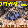 コクワガタ　繁殖に初挑戦　その１（産卵セットまで）