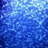 夜だるま話題