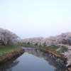 太平川の桜並木