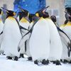 旭山動物園に子連れ旅行！家族におすすめの旭川駅周辺ホテル7選