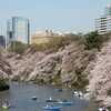 千鳥ヶ淵の桜