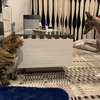 犬と猫の小競り合い（イタグレと雑種猫の日常）