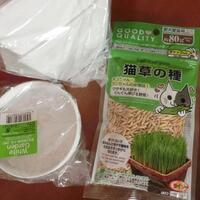 ダイソー 100円ショップ のお酢の除草剤ーコケと雑草に有効 猫草その後 金柑ぷちまる開花中 エブリディ マジック 日だまりに猫と戯れ ダイソー 100円ショップ のお酢の除草剤ーコケと雑草に有効 猫草その後 金柑ぷちまる開花中 エブリディ マジック 日だまりに猫と戯れ