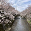 満開の桜を観にあちらこちらへ