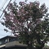 八重桜