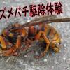 オオスズメバチ駆除・・・巣が小さい時がチャンス、スズメバチ専用スプレーがおススメ！