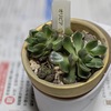 オリビア（ベンケイソウ科グラプトベリア属）