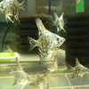 【生き物】今日のエンゼルフィッシュ。孵化６７日目と、５回目の産卵２日目。（2026/08/17）