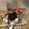 くろごまあん258日目