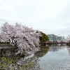 小田原の満開桜