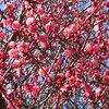 　武蔵野でも梅の開花