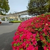 花もツボミも