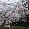 雨の日の桜のお花見。