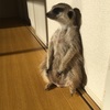 最近のみぃちゃん