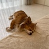【二度寝】僕は秋以降、毎日六度寝くらい