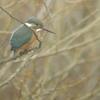 勅使池の野鳥