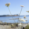 Island View Beach