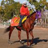 短期放牧を挟み、先月２０日に再度美浦トレセンへ。次走は５日の中山・招福Ｓを予定しています。☆スノーグレース