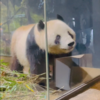 双子パンダの見納めショート動画４本公開しました🐼　- Farewell to Pandas -