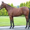 シルクなお馬さん（１歳・関東牡馬）