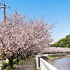 袖ケ浦公園の八重桜 満開