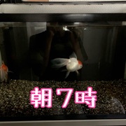 桜東錦 カテゴリーの記事一覧 和のらんちゅう飼育 桜東錦 カテゴリーの記事一覧 和のらんちゅう飼育