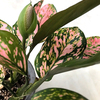 【Aglaonema Valentine 】開花