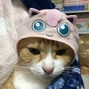 猫　コスプレ　ポケモン　ＩＮ　たかし