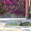 八重山諸島のねこさん