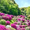 【蹴上浄水場のツツジ🌺】５年振りの一般公開‼️京都GWの楽しみ方🥰