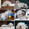 おやすみマーちゃん