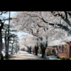 2022年【十和田市官庁街通り】アート×桜並木の絶景！