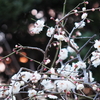 Sunset light and plum blossoms