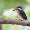 幼鳥カワセミ止まり姿