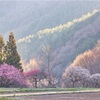 桃咲いて木立の奥に人住めり　節子