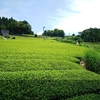二番茶の収穫・製造開始　茶畑が再び黄緑色に染まる季節に…