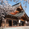 護国神社から磯部堤の桜