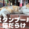 トルコ、イスタンブールの街はどこも人懐っこい猫だらけ。本当に改札にもいるじゃないか。グランドバザール、ブルーモスク、旧市街にバラット地区。俺のネコレコション見てくれよな