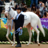 愛馬紹介④　ナイトオブレディ