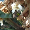 枇杷の花　ミツバチが訪花　Loquat flowers