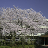 春の風景