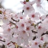 千葉公園の桜：2022年4月