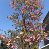 ハナミズキの花満開