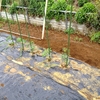 2012   5  4　トマト、ネギ苗 植え付け