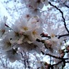 振り返りと抱負